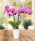 Charming Mini Pink Orchid Plant for Celebrations and Special Occasions
