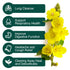 40 Mullein Leaf Tea Bags - Lungs Cleanse and Respiratory Support, Herbal Teas, Caffeine Free, Tea Bags