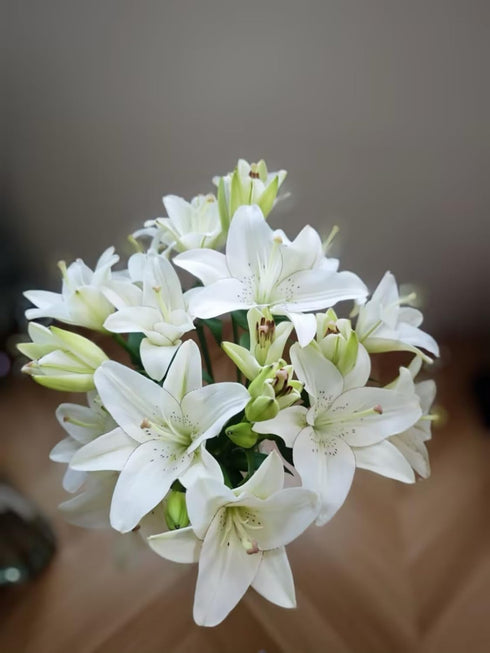 Cassiolina 20) Fresh Cut Asiatic Lily Flowers Elegant Lily Bouquet for Vase Home Decor Wedding Party Floral Arrangement