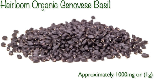 Organic Basil Seeds - Genovese - Ocimum basilicum - 1550+mg, 860+ Herb Seeds for Indoor or Outdoor Growing