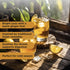 (20 The Harmony Honey Yuzu Sticks) Premium Black Tea, with Ground Ginger, Rich in Antioxidants, Vitamin C & L-Theanine