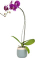 Large Purple Live Orchids Blooming in 5" Blue & White Orchid Pot,