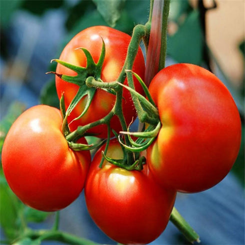 JIDUQIU 200g 7.05 OZ, Diced tomato / Dried tomato fragmentsDried vegetablesFor cooking NutritiousHealtful Flavorful