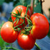 JIDUQIU 200g 7.05 OZ, Diced tomato / Dried tomato fragmentsDried vegetablesFor cooking NutritiousHealtful Flavorful