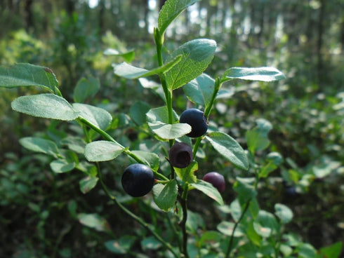 Health Embassy European Blueberry Leaf, Vaccinium Myrtillus L, 100% Natural, 50g