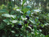 Health Embassy European Blueberry Leaf, Vaccinium Myrtillus L, 100% Natural, 50g