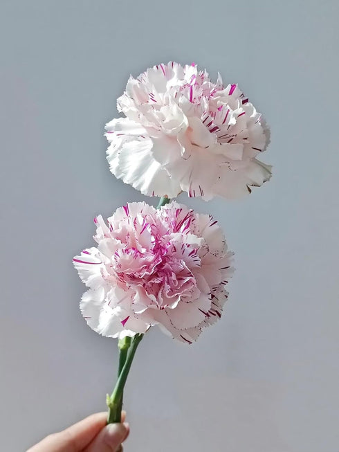 38 Fresh Cut Flowers Yukarri cherry Carnations Stems Hydroponic Flower Arrangement Gifts for home decoration birthdays