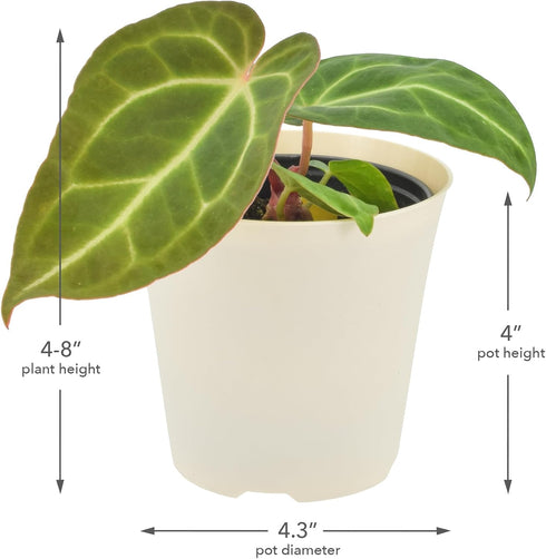 Arcadia Garden Products 4-inch, Live Anthurium Clarinervium Rare Indoor Houseplant in Plastic Pot, Tropical Plant