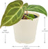 Arcadia Garden Products 4-inch, Live Anthurium Clarinervium Rare Indoor Houseplant in Plastic Pot, Tropical Plant