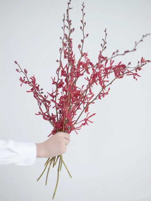 10 Stems of Fresh Red Ascocenda Orchids - Elegant Gift Flowers