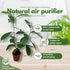 2 inch BubbleBlooms Mini Ficus Bonsai in a Pot