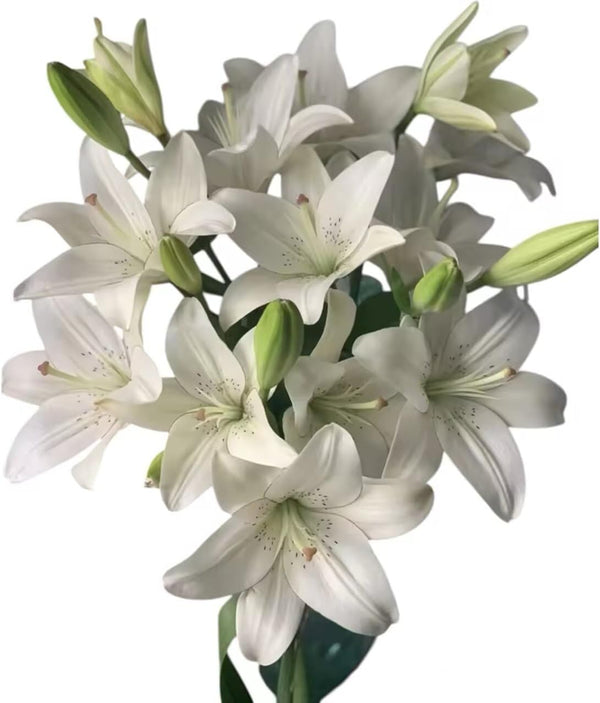 Cassiolina Fresh Cut Asiatic Lily Flowers Elegant Lily Bouquet for Vase Home Decor