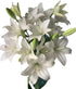 Cassiolina Fresh Cut Asiatic Lily Flowers Elegant Lily Bouquet for Vase Home Decor