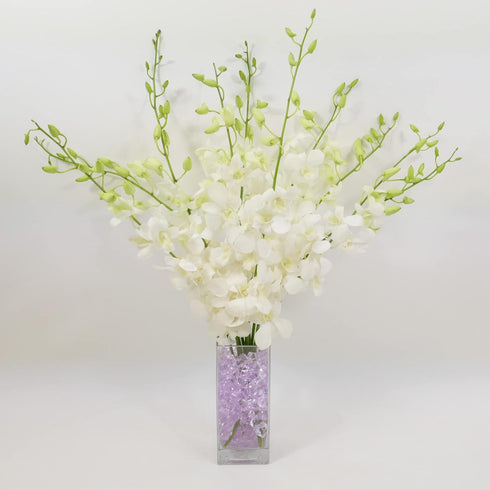 Athenas Garden Fresh Cut White Orchids 10 Stems Dendrobium Orchids Flowers with