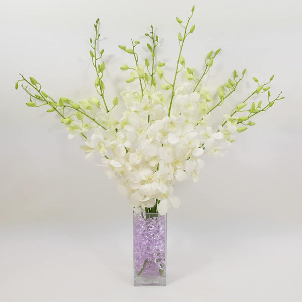 Athenas Garden Fresh Cut White Orchids 10 Stems Dendrobium Orchids Flowers with