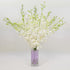 Athenas Garden Fresh Cut White Orchids 10 Stems Dendrobium Orchids Flowers with