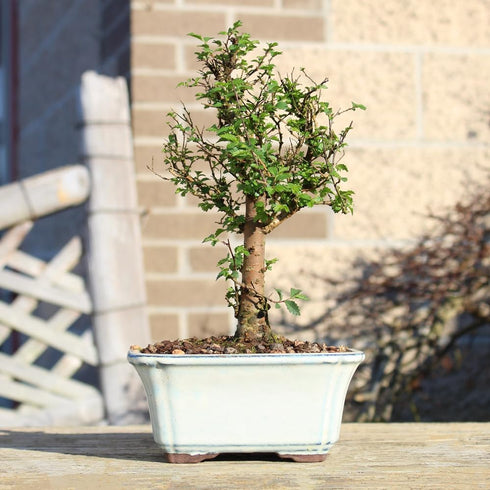 5 6 8 inches Brussel's Bonsai Live Chinese Elm Bonsai Tree, Outdoor - Small, Years Old, to Tall - Includes Decorative