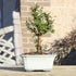 5 6 8 inches Brussel's Bonsai Live Chinese Elm Bonsai Tree, Outdoor - Small, Years Old, to Tall - Includes Decorative