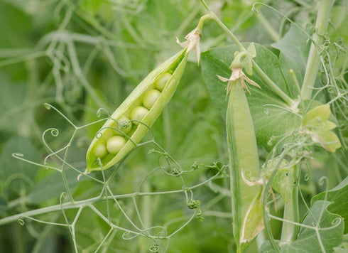 1 Food to Live Organic Green Split Peas, Pound Non-GMO, Dried, Vegan, Kosher, Bulk. Easy to Cook. Great Source