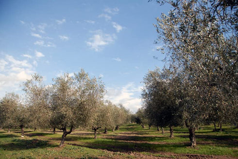 16.9 oz Cru di Cures Extra Virgin Olive Oil - DOP Sabina, Lazio