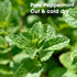TFATHER Peppermint (Mint) Tea Bags Pyramid with String - Strong Taste of Menthol - Premium Peppermint Leaves (Mentha