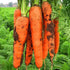 HUANYOUREN 500g (17.63oz.) Dried carrots Dehydrated diced carrots and dried vegetables Air-dried vegetable soup Camping