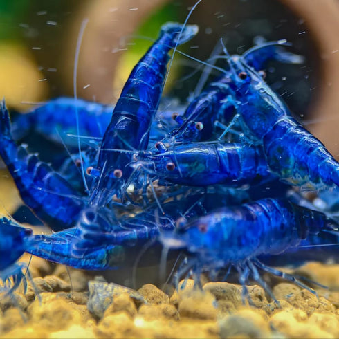 Swimming Creatures Freshwater Aquarium Shrimp - A Perfect Combo to Brighten Your