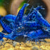 Swimming Creatures Freshwater Aquarium Shrimp - A Perfect Combo to Brighten Your