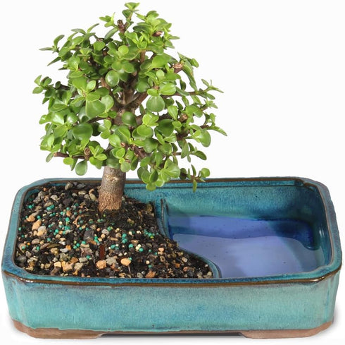 4 8 12 Inches Brussel's Bonsai Live Dwarf Jade Bonsai Tree, Indoor - Medium, Years Old, to Tall - Jade Tree