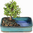 4 8 12 Inches Brussel's Bonsai Live Dwarf Jade Bonsai Tree, Indoor - Medium, Years Old, to Tall - Jade Tree