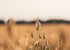 Food to Live Whole Grain Oat Groats Oat Berries in Bulk. Kosher Hulless Seeds, Rich in Protein, Soluble Fiber. Suited