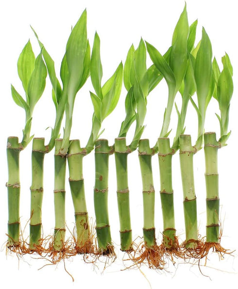 4" NW Wholesaler - Live Lucky Bamboo Straight Stalks and Bottle of Super Green Fertilizer -, Feng Shui Plant, Indoor