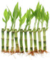 4" 20 (20) NW Wholesaler - Live Lucky Bamboo Plant - Bundle of Stalks - Live Indoor Houseplants for Home Decor, Live