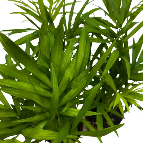 2 inch Set 3 BubbleBlooms Neanthe Bella Palm of Chamaedorea elegans Bamboo Parlour Palm Tiny Mini Pixie Plants