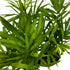 2 inch Set 3 BubbleBlooms Neanthe Bella Palm of Chamaedorea elegans Bamboo Parlour Palm Tiny Mini Pixie Plants
