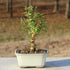 5 6 8 inches Brussel's Bonsai Live Chinese Elm Bonsai Tree, Outdoor - Small, Years Old, to Tall - Includes Decorative