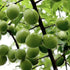 6oz170g Greenlike Selected snow plum candied fruit quality sweet and sour delicious meat thick crisp snack dried fruit