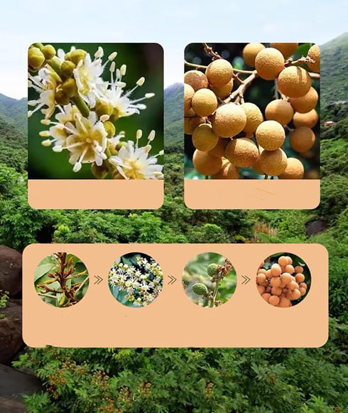 MOORCHOCO 17.64 Oz Natural Dried Longan Fruit, No Sugar Added, Premium Selected