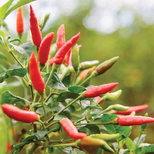 Brex America Mendez Hot Sauce - Original - Molho de Pimenta Cremoso - Imported from Brazil - Unique Heat - Creamy