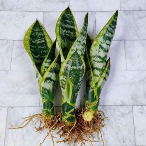 generic (3 Live Variegated Snake Plant Fully Rooted Sansevieria Superba, Low Light Tolerant, Air Purifying, Easy Care