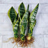generic (3 Live Variegated Snake Plant Fully Rooted Sansevieria Superba, Low Light Tolerant, Air Purifying, Easy Care