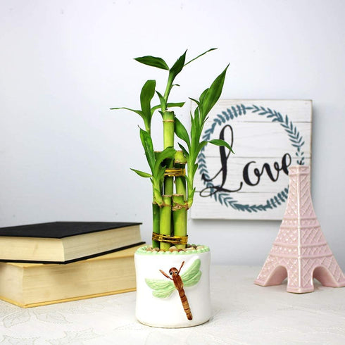 5 8 Inch Live Lucky Bamboo Stalk Arrangement - Live Indoor House Plant for Home Decor, Arts & Crafts, Zen Garden