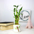 5 8 Inch Live Lucky Bamboo Stalk Arrangement - Live Indoor House Plant for Home Decor, Arts & Crafts, Zen Garden