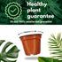 2 inch BubbleBlooms Mini Ficus Bonsai in a Pot