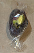 7 oz Organic Medjool Stuffed Date with Nuts : Assorted Almond, Pistachios, Sesame Seeds