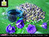 MAKALIN BRAND 100% (1000 Butterfly pea Flowers Whole, Dried Herb g)
