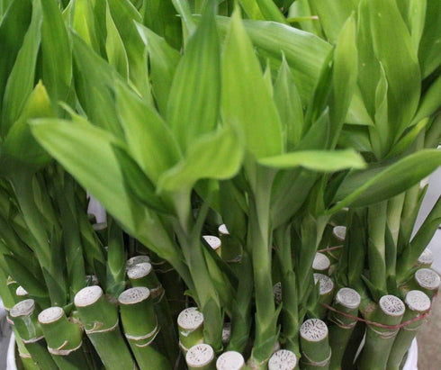 Athena's Garden 14" Lucky Bamboo Stalks with Shoots
