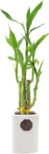 Arcadia Garden Products 5-Stem Lucky Bamboo, Live Indoor Plant in Contour II Ceramic Planter for