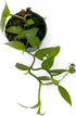 3-6" 2ct Live Vanilla planifolia Orchid Plant - 'Vanilla Orchid' - ragnaroc Tropical Plant Tall - - Live Arrival