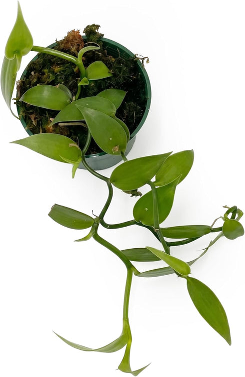 3-6" 1ct Live Vanilla planifolia Orchid Plant - 'Vanilla Orchid' - ragnaroc Tropical Plant Tall - - Live Arrival